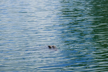 Alligator is taking sun bath in a pond