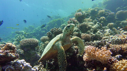 Naklejka na ściany i meble Sea turtles . Great Reef Turtle .Bissa.