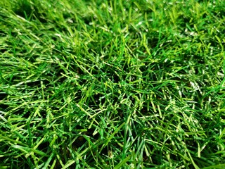 Texture grass is green. Football lawn. The background grass.