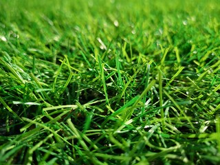 Texture grass is green. Football lawn. The background grass.