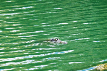 Alligator is taking sun bath in a pond