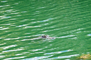 Alligator is hiding in a pond