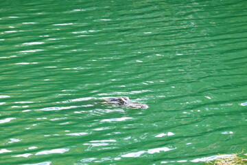 Naklejka premium Alligator is hiding in water 