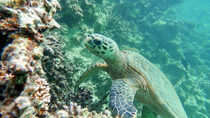 Naklejka na ściany i meble Sea turtles . Great Reef Turtle . Bissa.