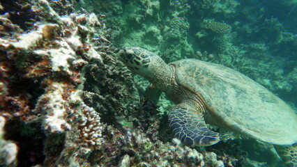 Sea turtles . Great Reef Turtle . Bissa.