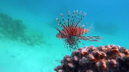 Lion Fish in the Red Sea.