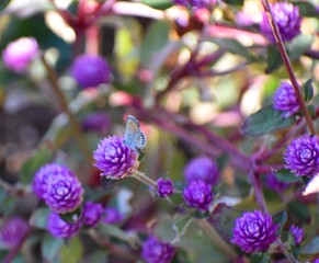 Pygmy blue on gomphrenia