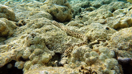 The pointed tailed tiger eel travels through the reefs of the Red Sea.