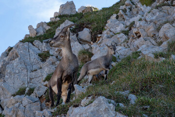 An ibex in the Alps in France in summer