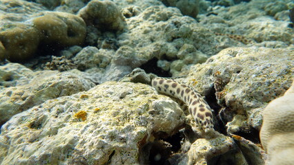 The pointed tailed tiger eel travels through the reefs of the Red Sea.