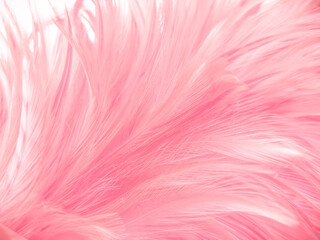 Obraz premium Beautiful abstract gray and pink feathers on white background, white feather frame texture on pink pattern and pink background, love theme and valentines day