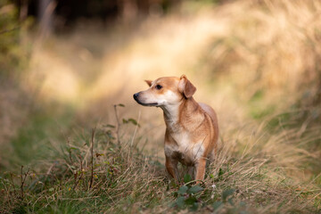 Mały pies na trawie w lesie. Jesienny klimat z pięknym odwzorowaniem barw jesiennych.