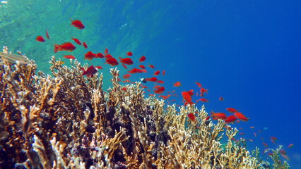 Fototapeta na wymiar Sea Goldie. The most common antias in the Red Sea. Divers see him in huge flocks on the slopes of coral reefs.