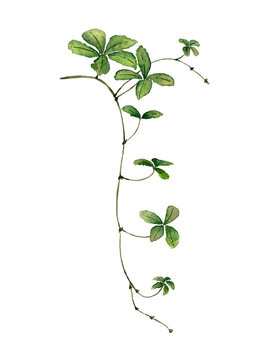 Liana branch with leaves painted watercolor on white background. Green climbing plant ivy.