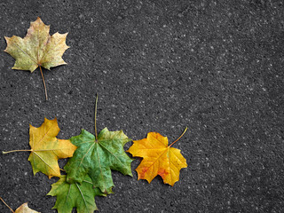 Autumn leaves on a gray background.