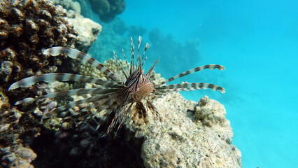 Lion Fish in the Red Sea.