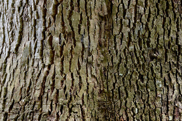 Tree Texture background