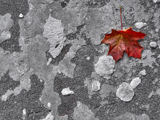 Autumn leaf on a gray background.