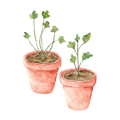 A young green houseplant grows from the ground in a clay pot. Botanical illustration of a young plant painted in watercolor on a white background.