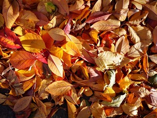 The trees, yellow , red in autumn. Time of year autumn