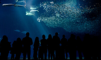 People silhouettes watching fish behind a giant glass aquarium fish tank. Tourists visiting the Monterey Bay Aquarium. Mystery and wonder at an aquarium