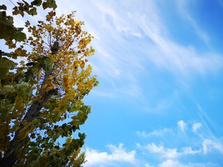 The trees, yellow , red in autumn. Time of year autumn