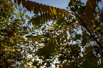 Fototapeta premium Beautiful autumn deciduous forest in the afternoon