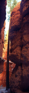 Tree in Bryce Canyon Reaching Though the Rocks to Find the Sun
