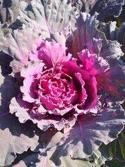 pink and white cabbage