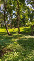 overgrown grassless forest, trees, mound, greenery