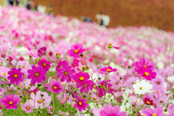 Obraz premium Beautiful cosmos in early autumn in Japan
