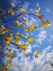 The trees, yellow , red in autumn. Time of year autumn