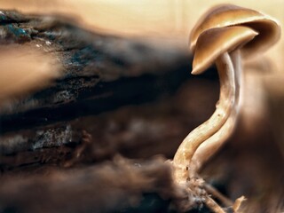 alien planet earth