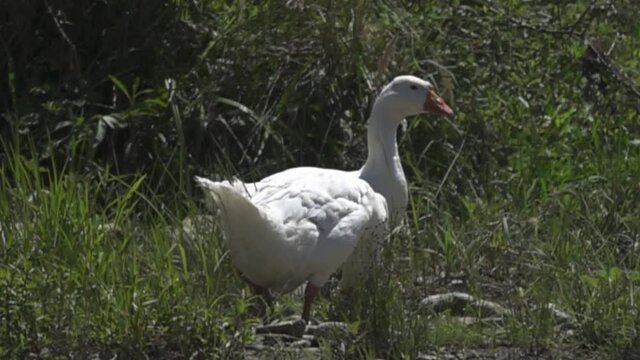 White domestic goose in a meadow by the river. Goose pasture (grass plucked), geese farming. Close up. Super slow motion 1000 fps.
