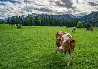Fototapeta na wymiar Kühe auf einer grünen Weide in Österreich mit Bergen im Hintergrund