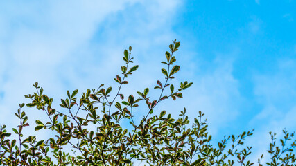 Small leaves with sky background.