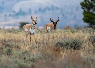 Pronghorn buck and doe