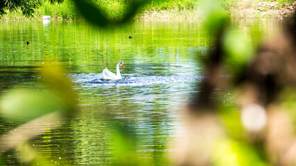 The geese are playing in clear water in a large pool.