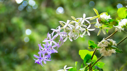 Light purple orchid flower with bokeh background