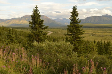 Fototapeta premium Road tripping and hiking in Northern Alaska and the Town of Chicken - USA