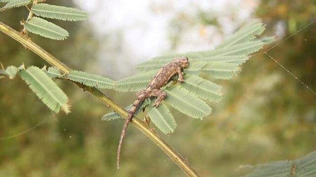 A green-gray-colored Toki Gecko (Gekko gecko) lurks on albizia leaf, lizard changes color and has protective coloration
