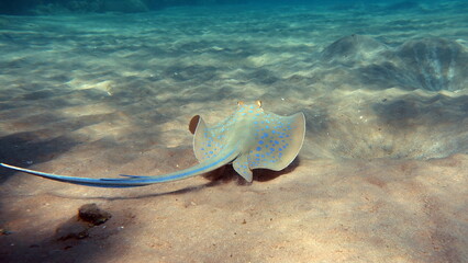 Taeniura lymma. Stingrays - Batoidea Stingray Family. Spotted Stingrays. © Vitalii6447