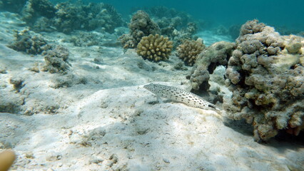 Beautiful fish on the Red Sea reef.