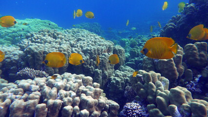 Masked butterflyfish. Fish - a type of bone fish Osteichthyes. Butterfly fish Chaetodontidae....