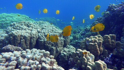 Butterfly fish Chaetodontidae. Masked Butterfly Fish - This butterfly fish grows up to 23 cm, is...
