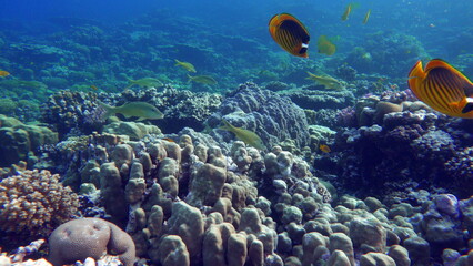 Beautiful fish on the Red Sea reef.