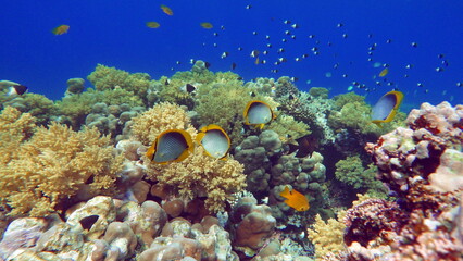 Fototapeta na wymiar Butterfly fish on the Red Sea reef. 