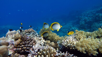 Naklejka na ściany i meble Butterfly fish on the Red Sea reef. 
