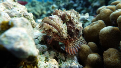 Scorpionfish.Fish - type bone fish Osteichthyes, Scorpaenidae. Flathead scorpenopsis.