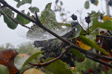 a spider web with drops of water and dried berries with leaves